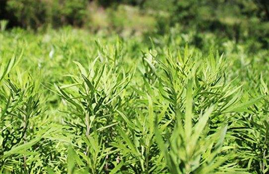 艾草艾葉在生活中有什么用途？